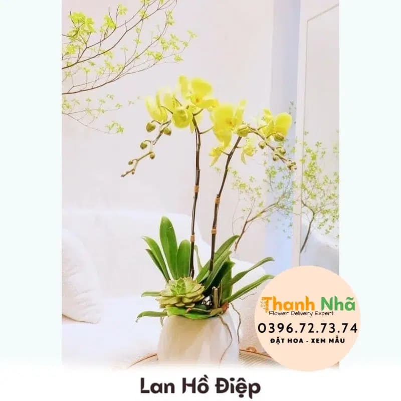 Lan Hồ Điệp – LHD085