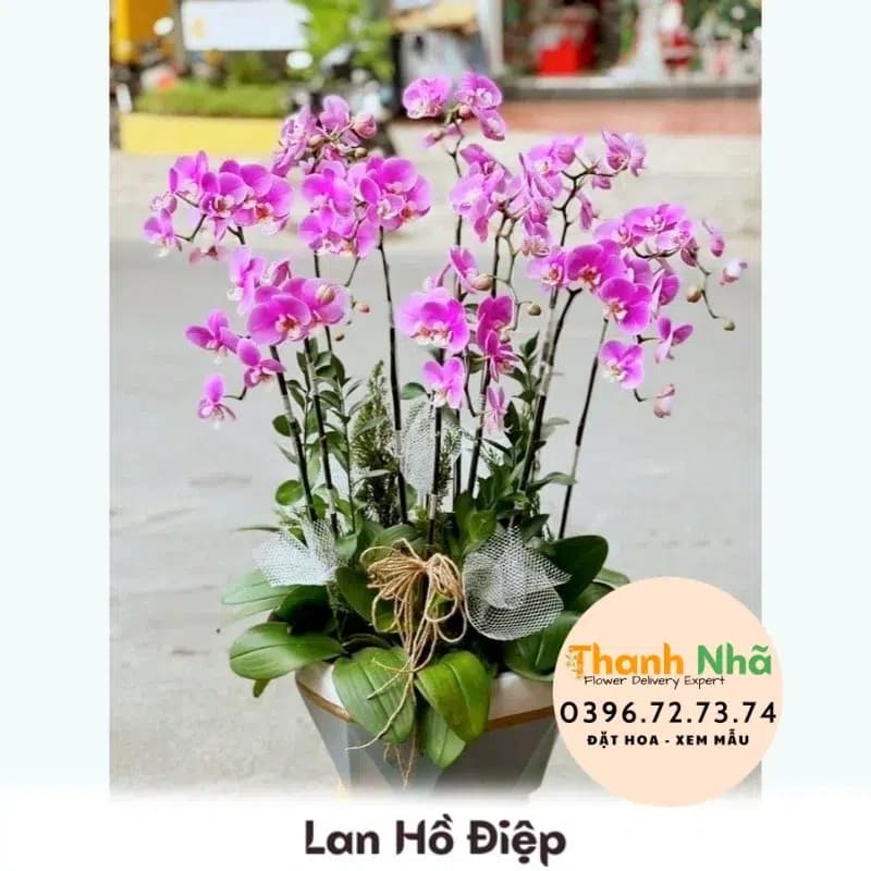 Lan Hồ Điệp – LHD087