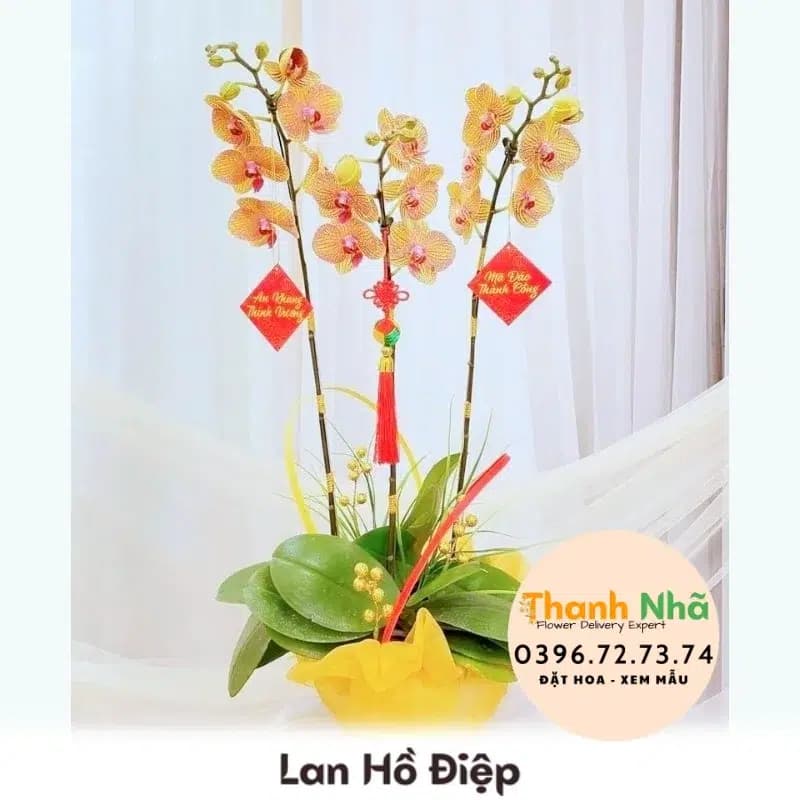Lan Hồ Điệp – LHD088