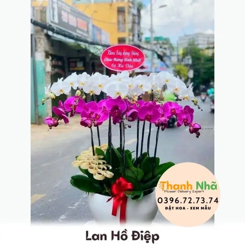 Lan Hồ Điệp – LHD090