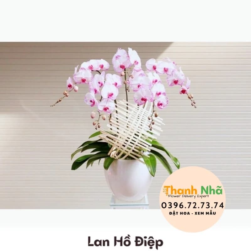 Lan Hồ Điệp – LHD091