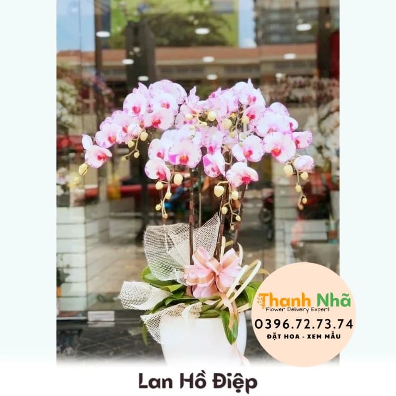 Lan Hồ Điệp – LHD092