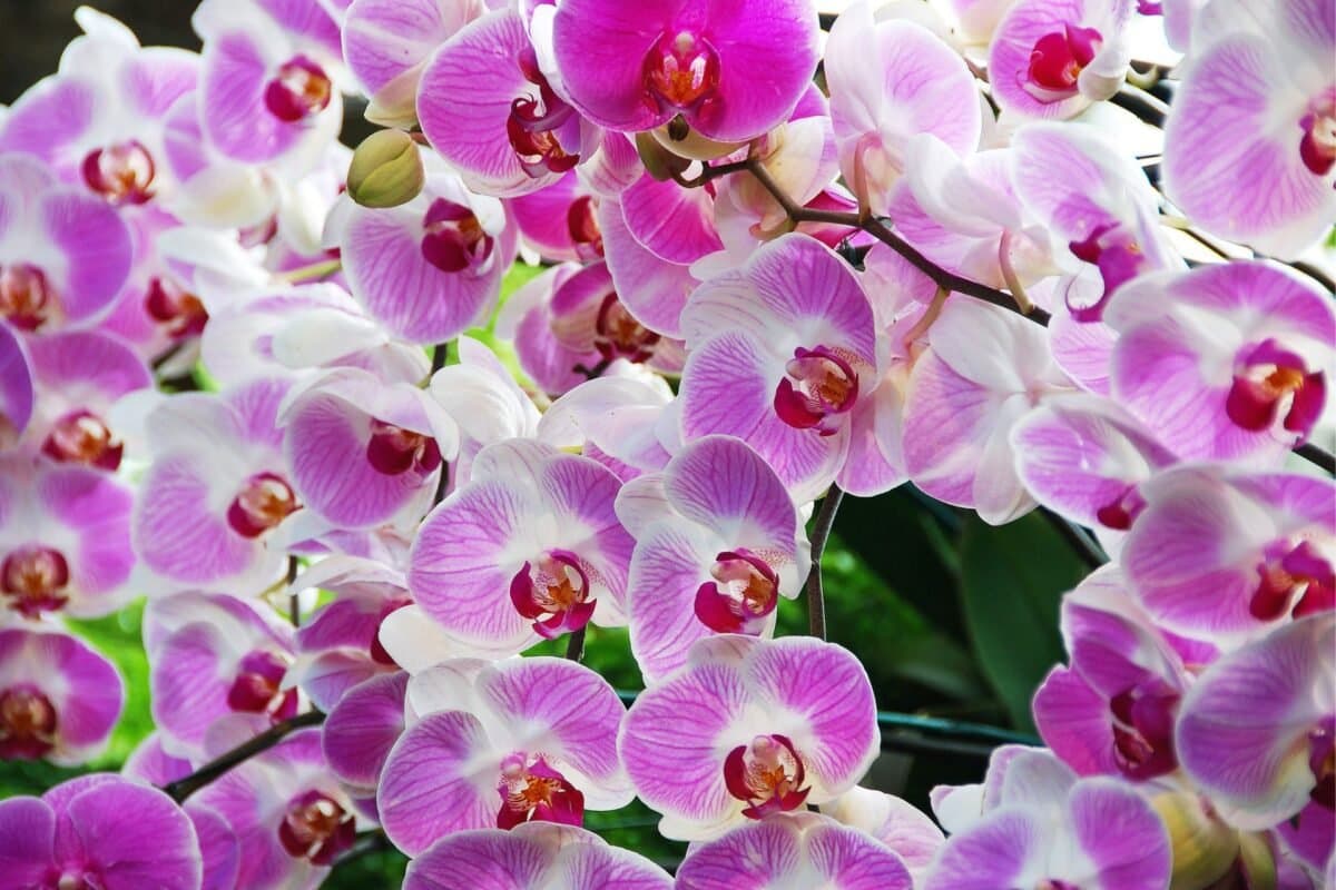 Ý Nghĩa Của Hoa Phong Lan