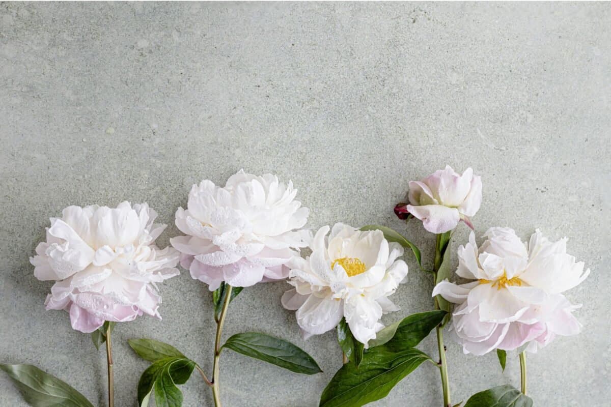 Ý Nghĩa Của Hoa Peony (Mẫu Đơn Tây)