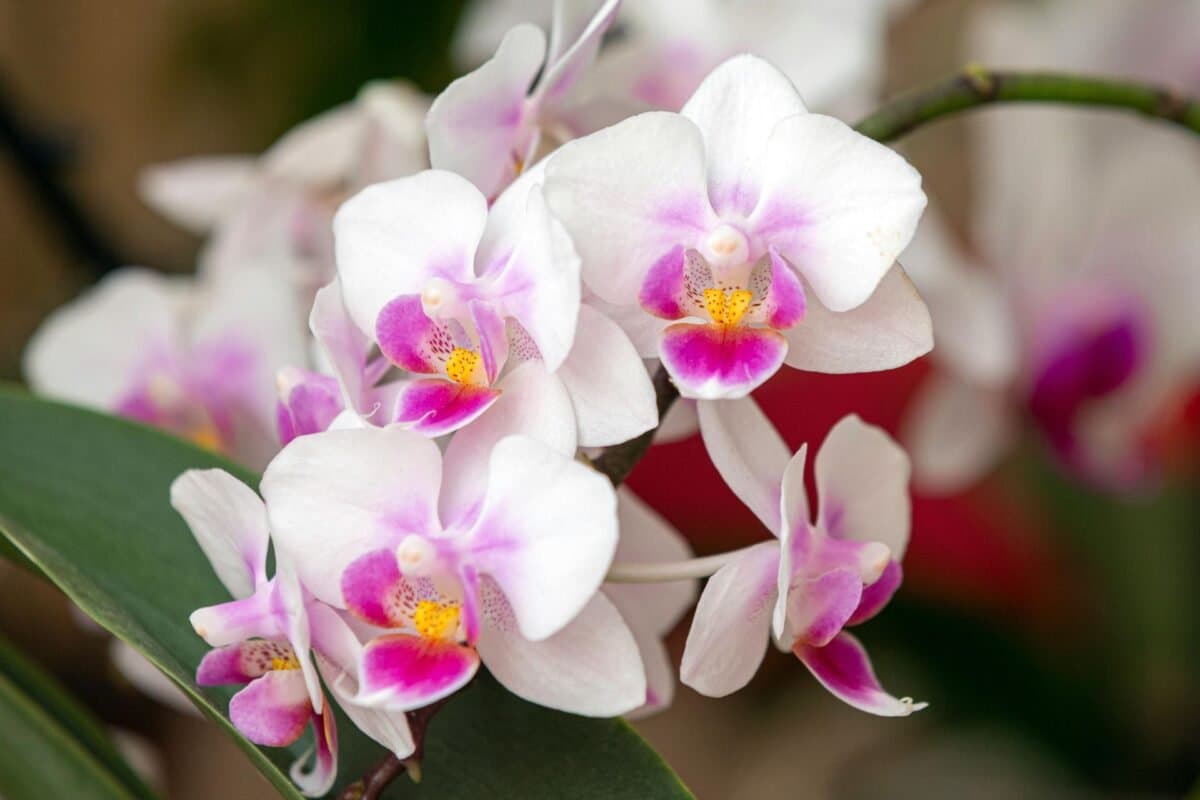 Ý Nghĩa Của Hoa Lan Hồ Điệp