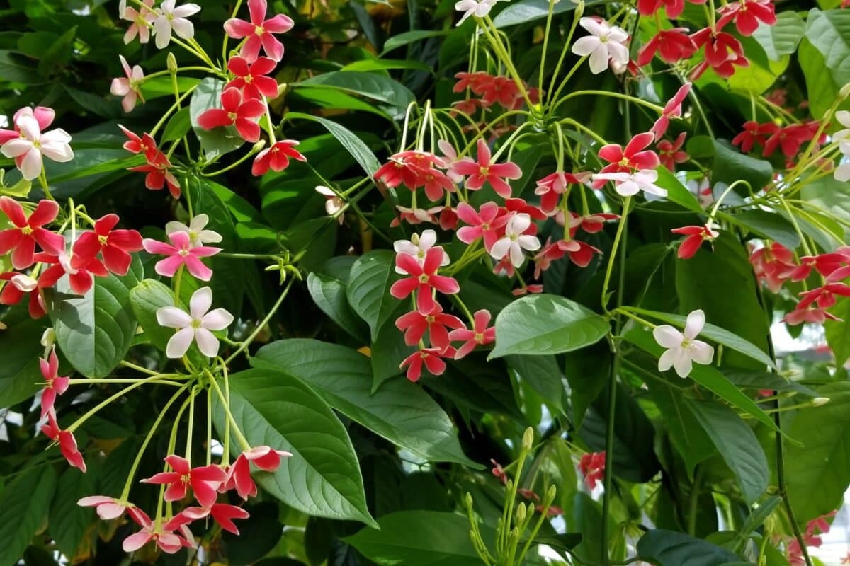 Ý Nghĩa Của Hoa Thiên Hương