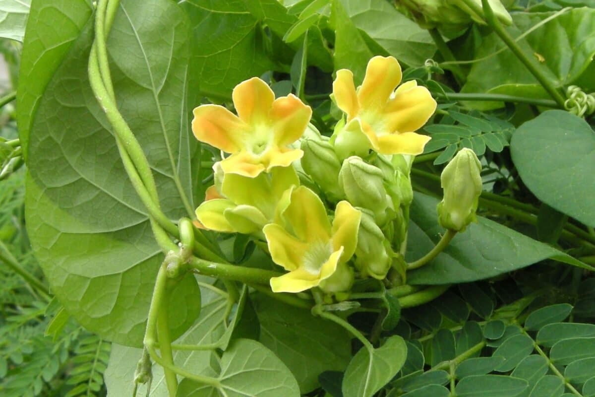 Ý Nghĩa Của Hoa Thiên Lý