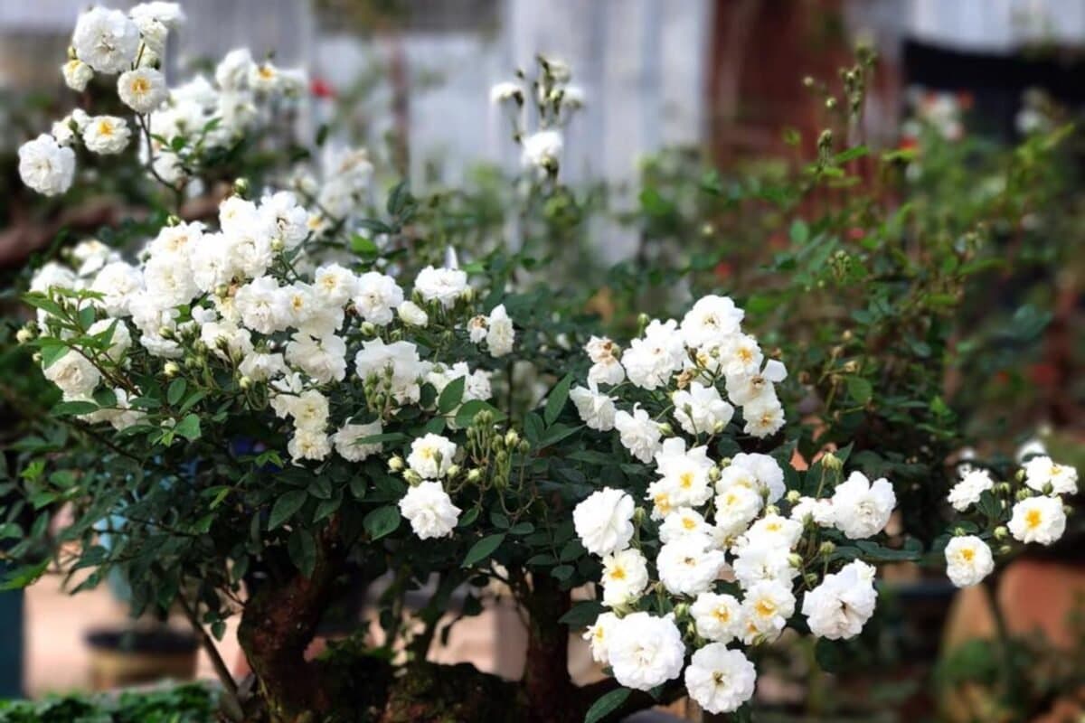 Ý Nghĩa Của Hoa Hồng Bạch