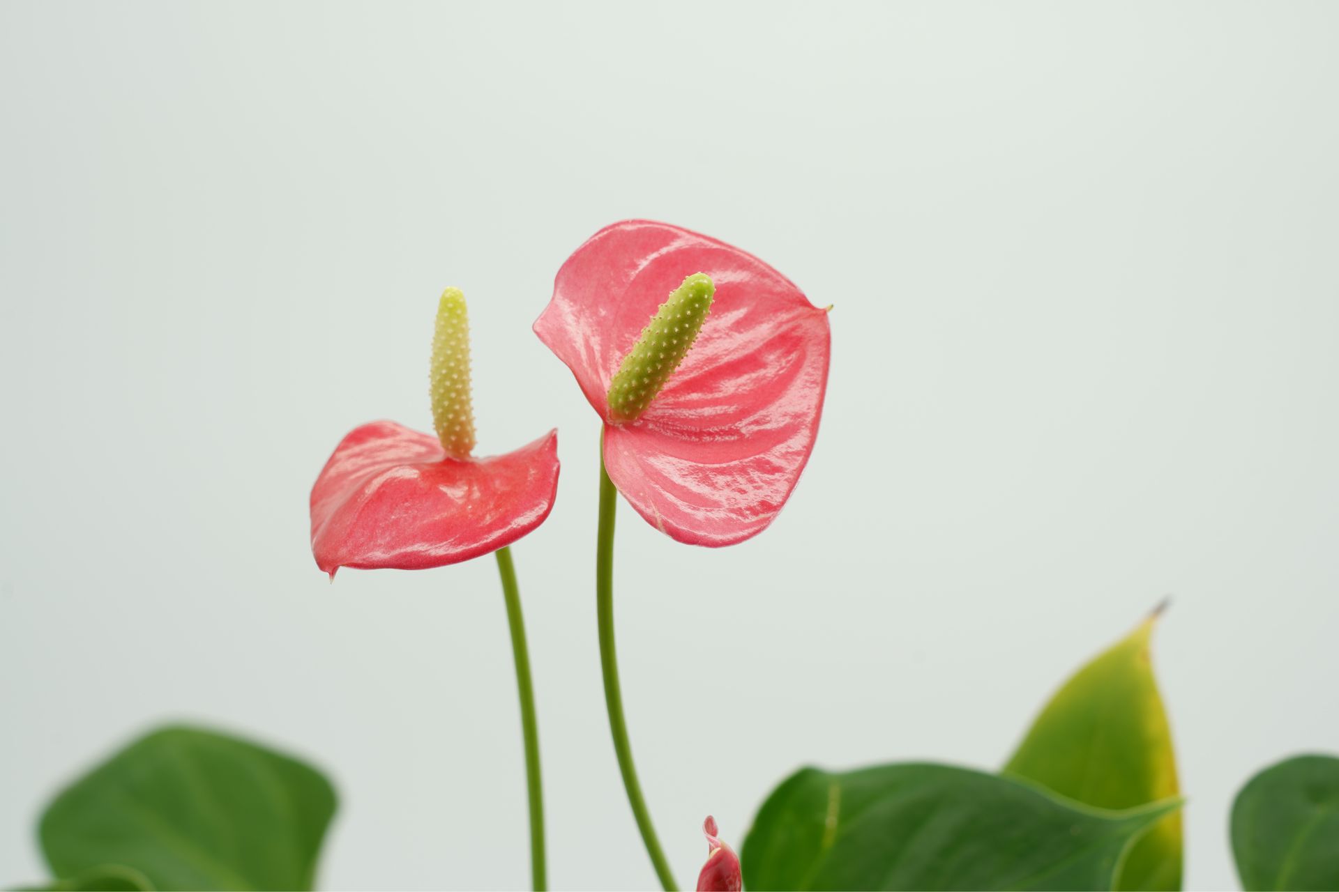 Ý Nghĩa Của Hoa Tiểu Hồng Môn