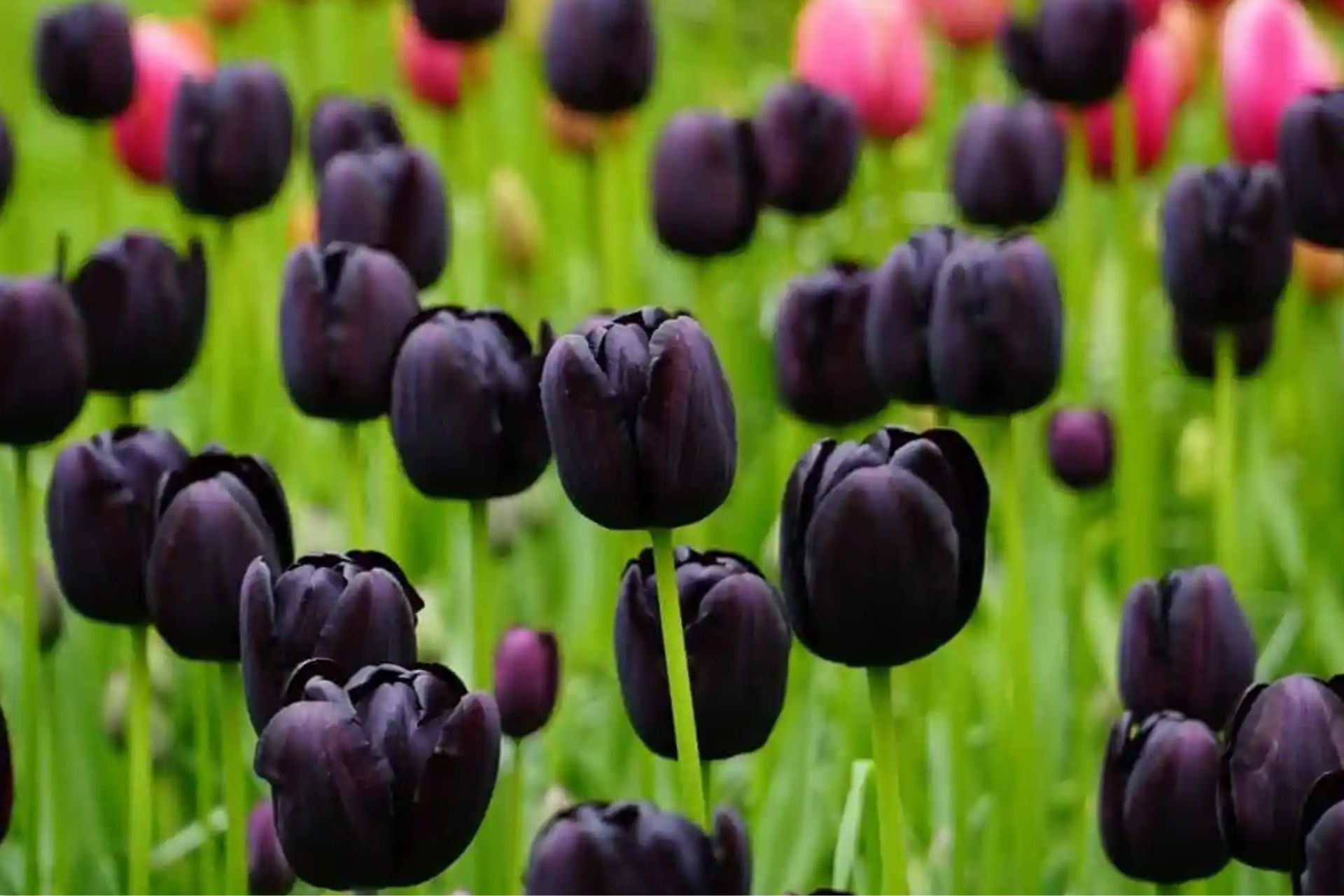 Ý Nghĩa Của Hoa Tulip Đen