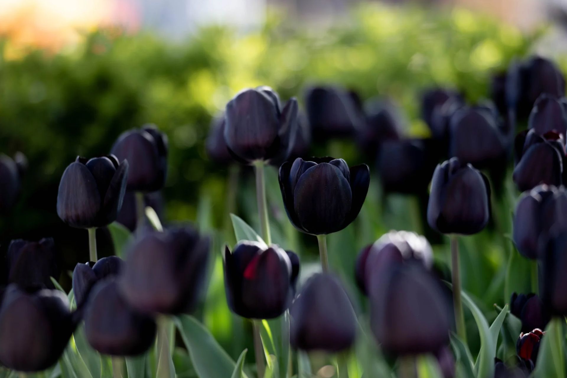 Ý Nghĩa Của Hoa Tulip Đen