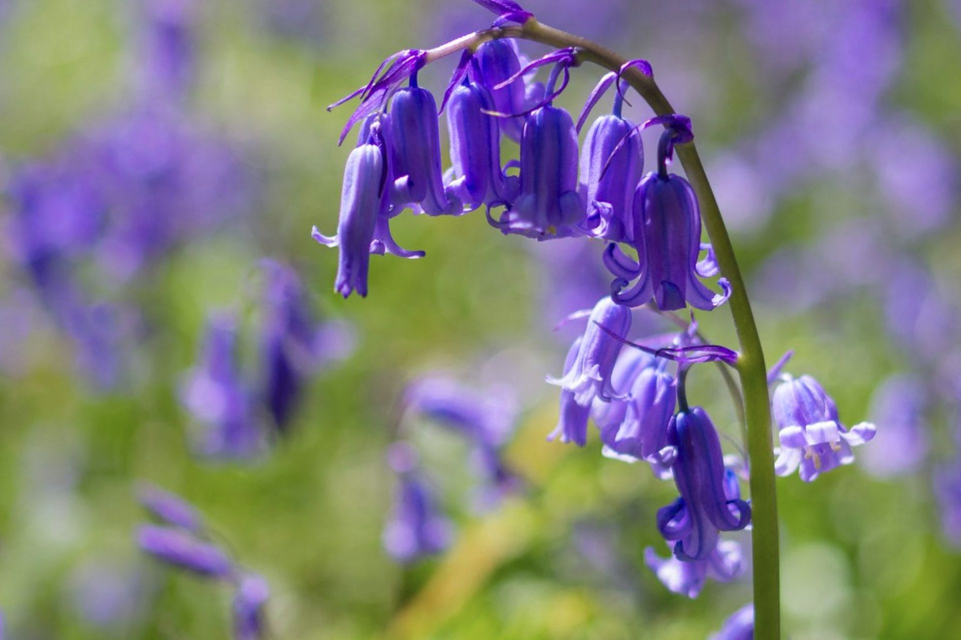 Ý Nghĩa Của Hoa Chuông Xanh