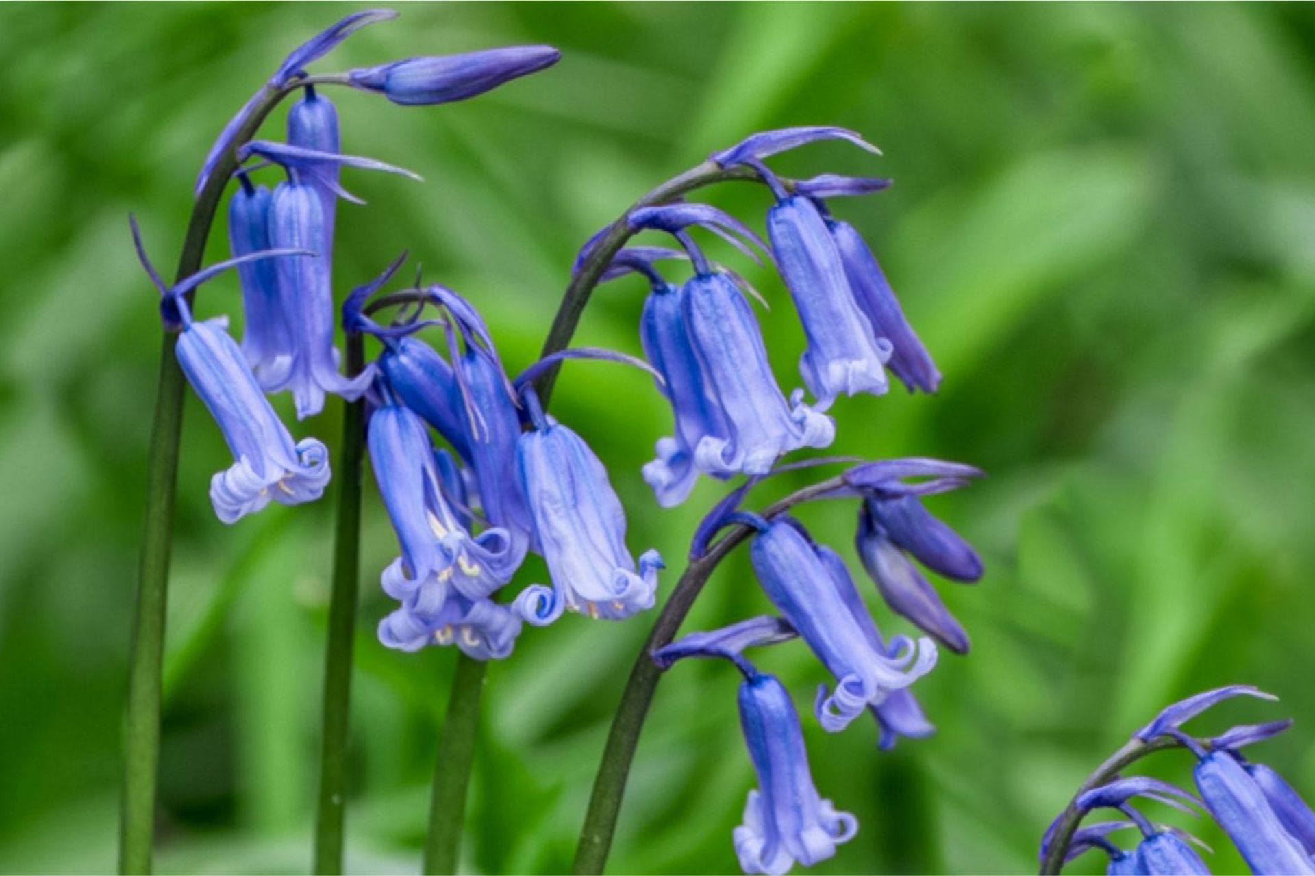 Ý Nghĩa Của Hoa Chuông Xanh