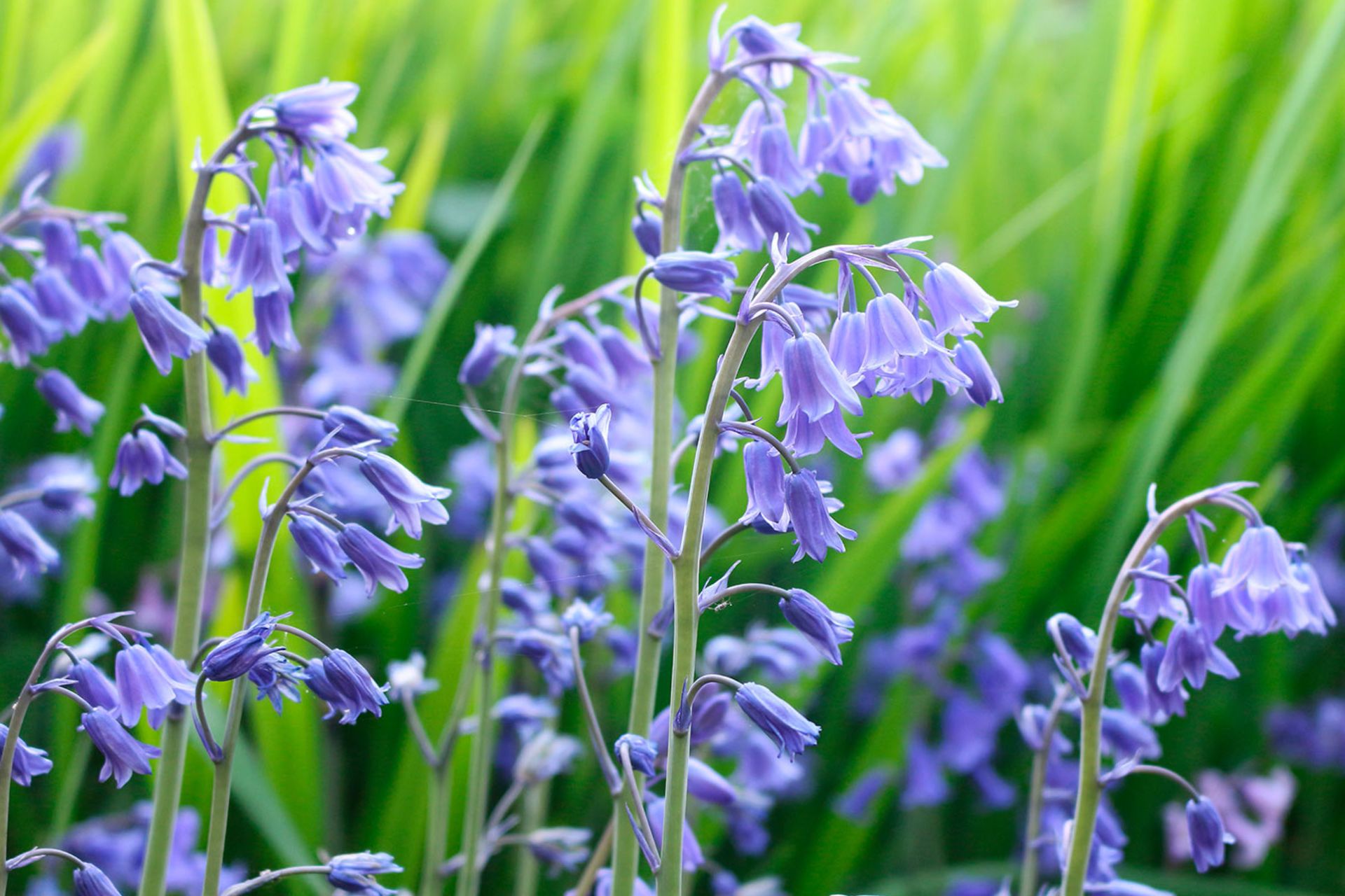 Ý Nghĩa Của Hoa Chuông Xanh