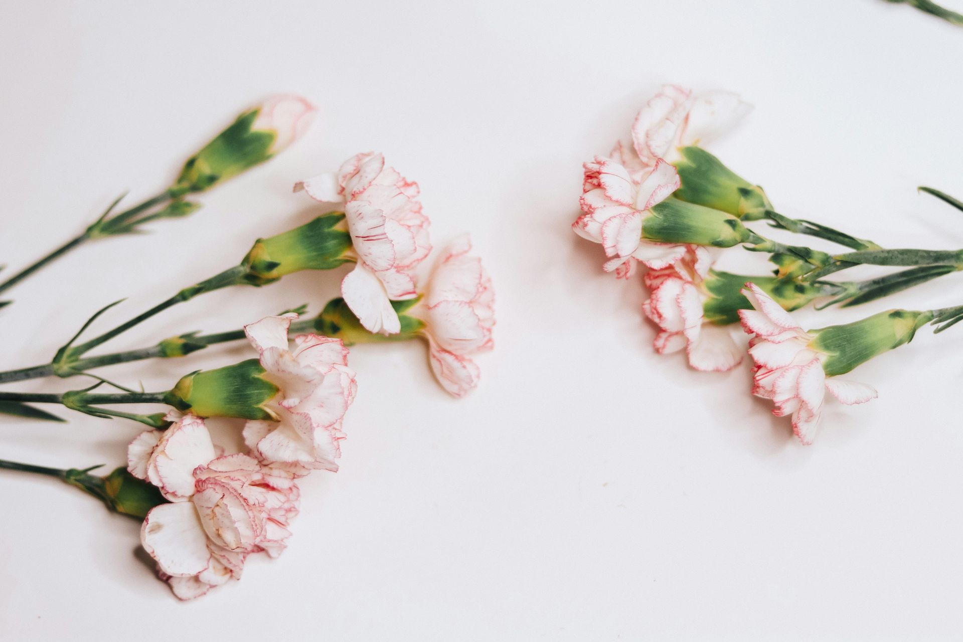 Ý Nghĩa Của Hoa Carnation