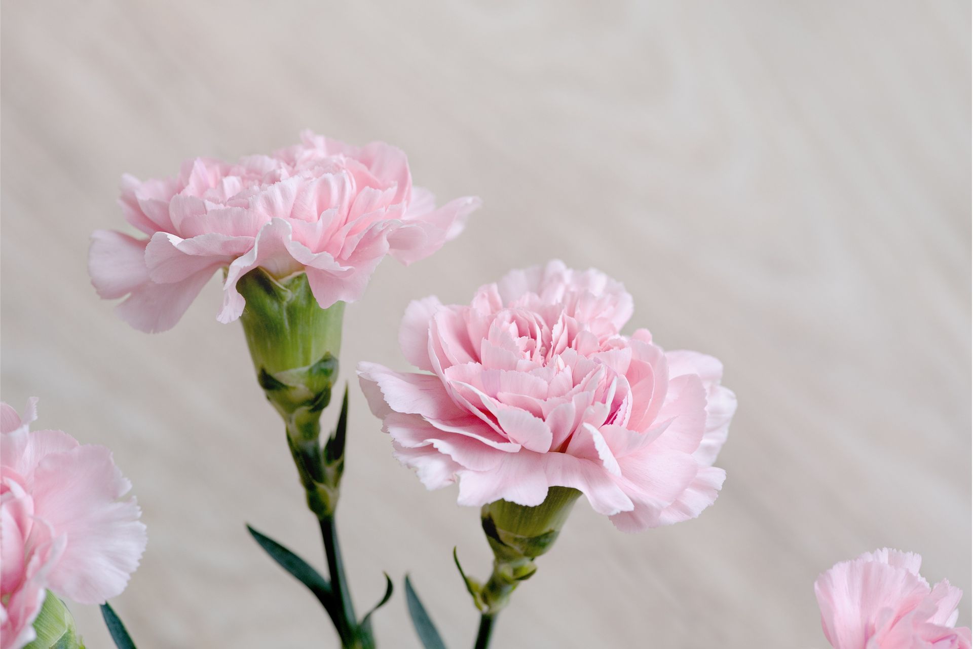 Ý Nghĩa Của Hoa Carnation