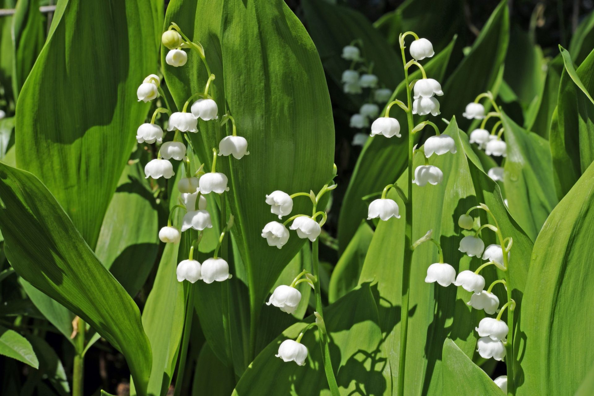 Ý Nghĩa Của Hoa Linh Lan
