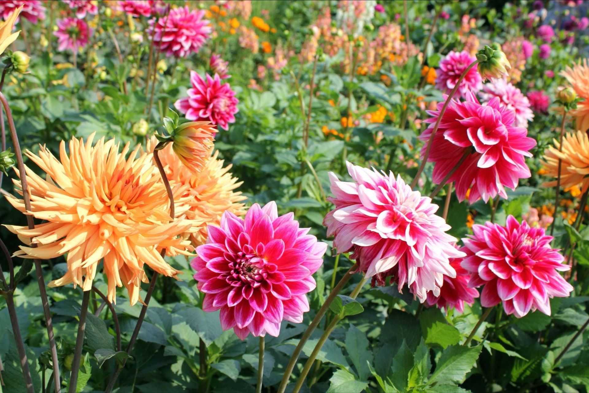 Ý Nghĩa Của Hoa Thược Dược