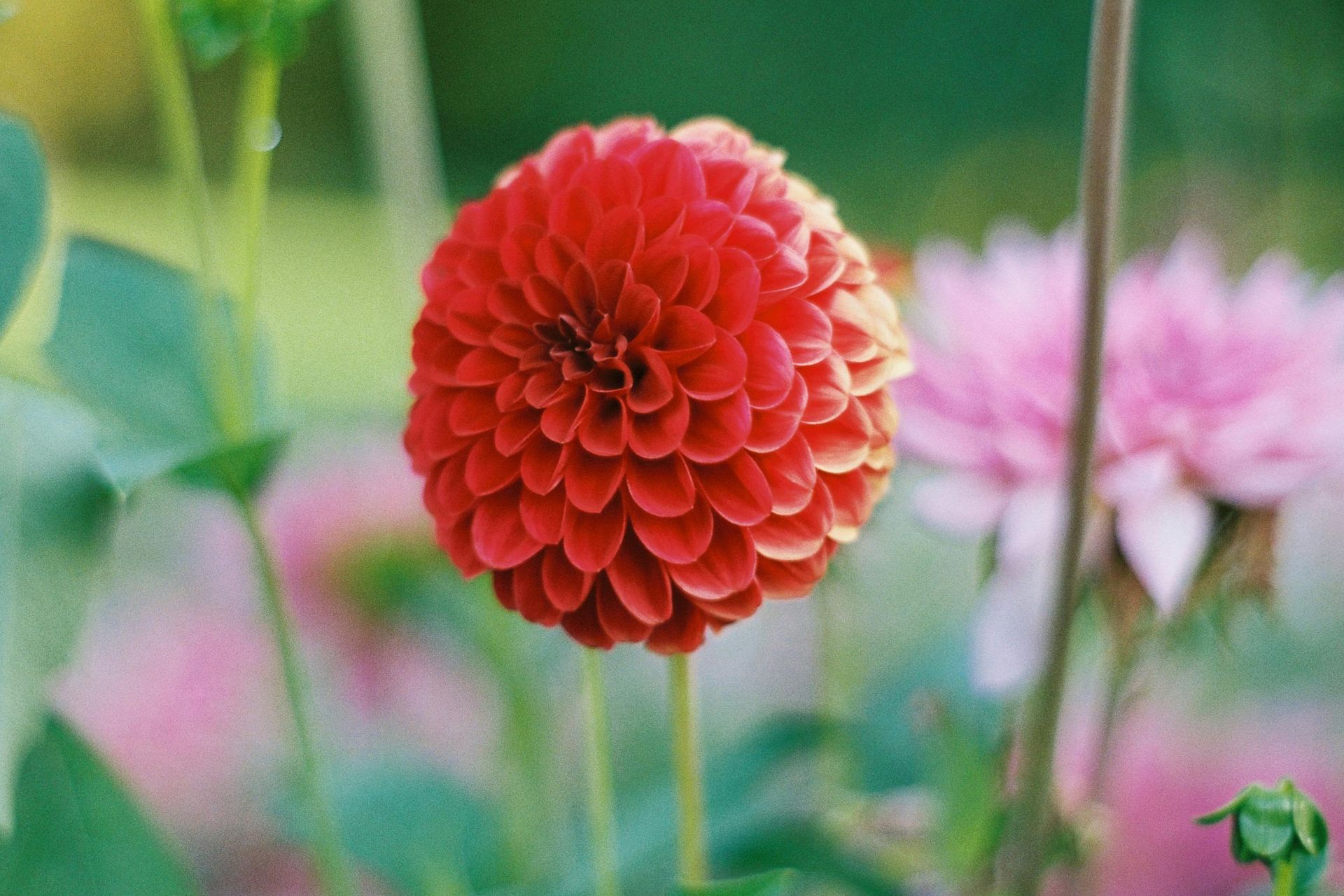 Ý Nghĩa Của Hoa Dahlia