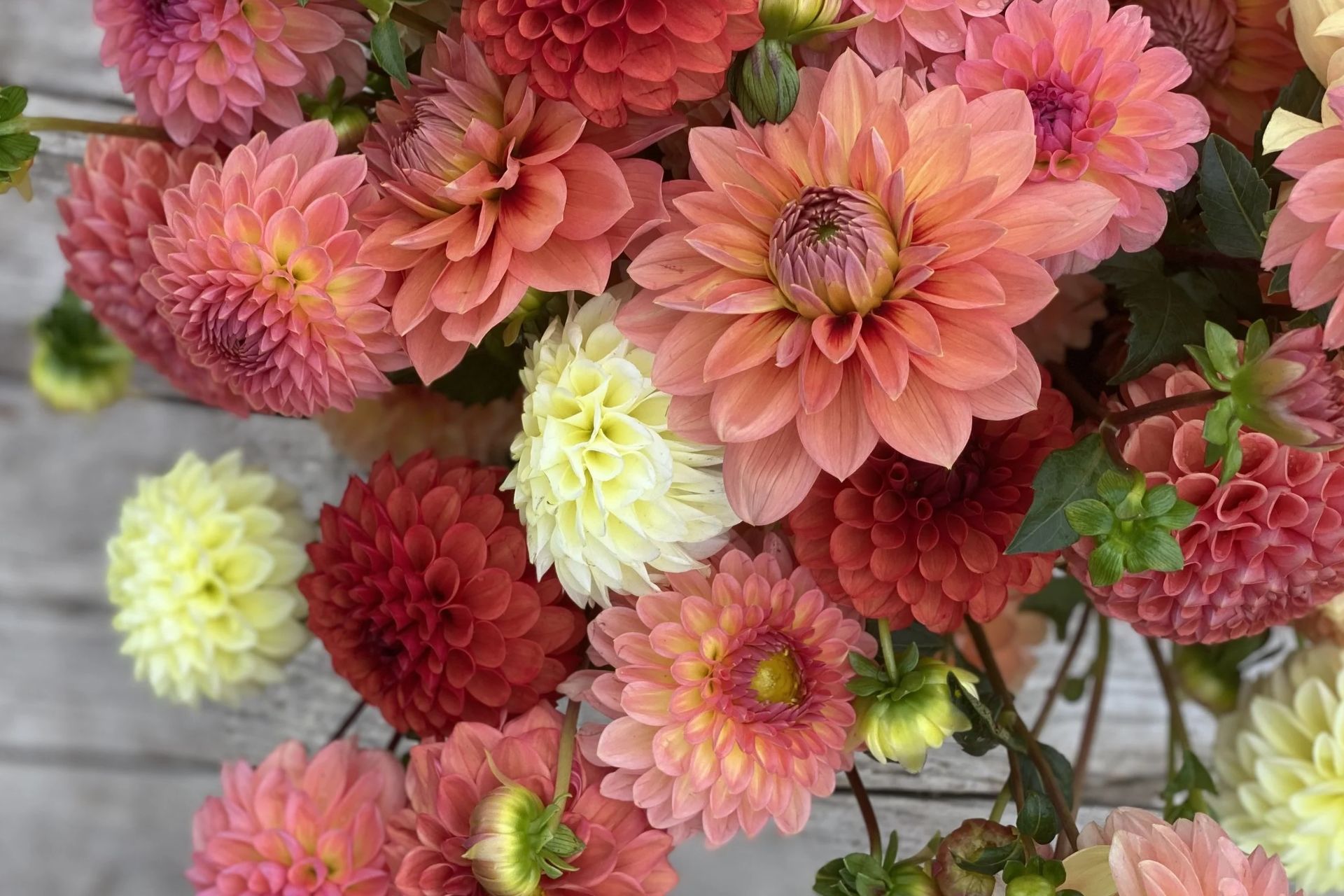 Ý Nghĩa Của Hoa Thược Dược