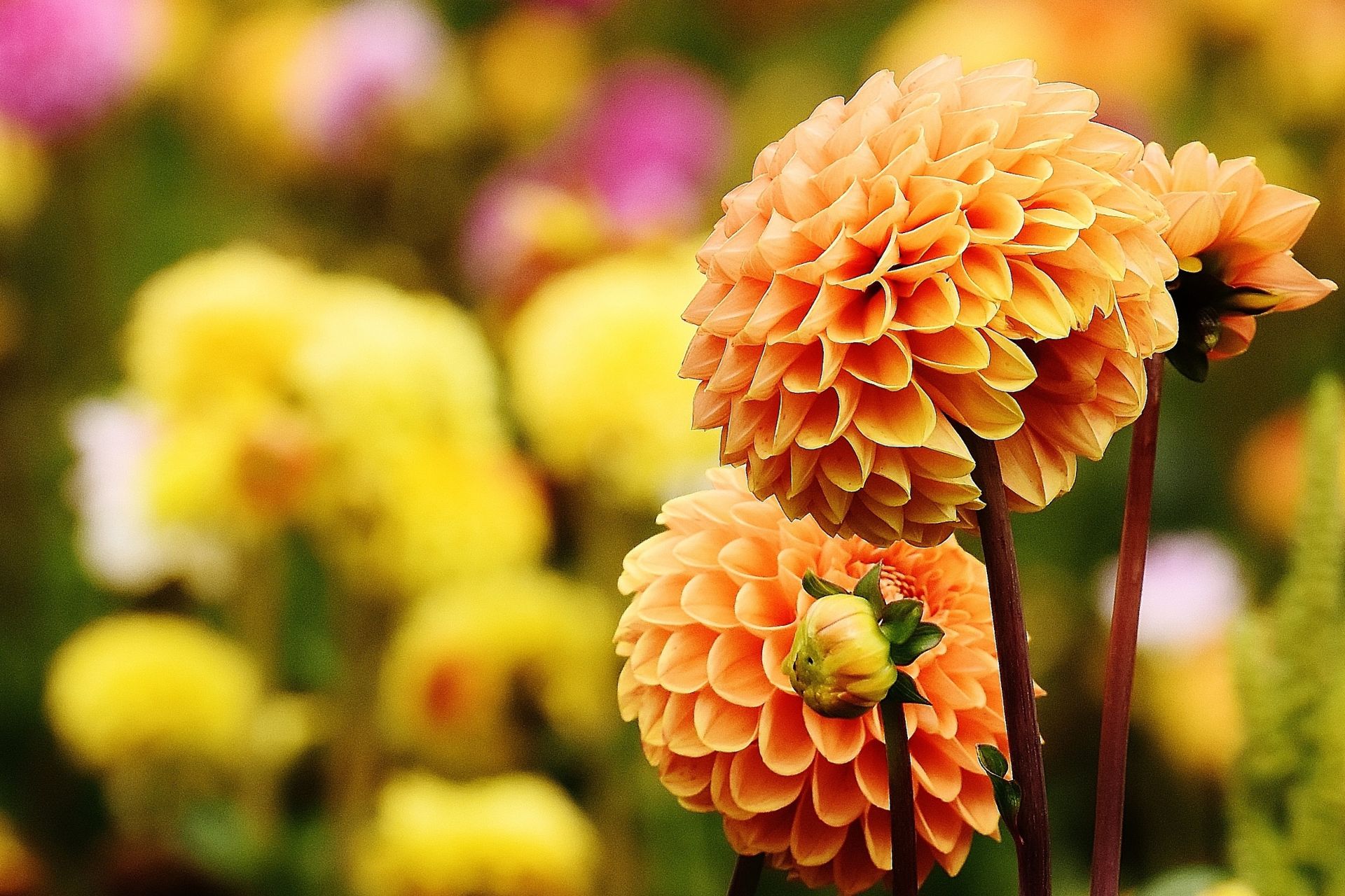Ý Nghĩa Của Hoa Dahlia