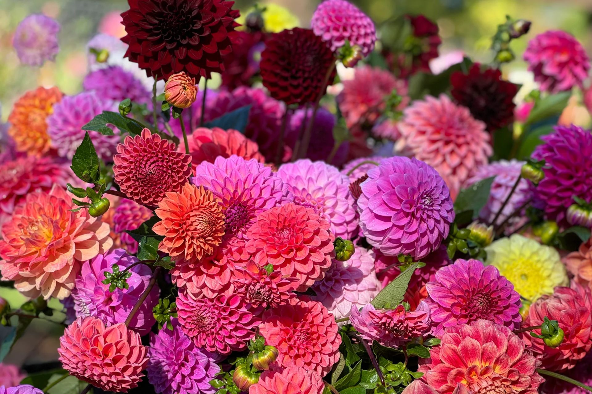 Ý Nghĩa Của Hoa Thược Dược