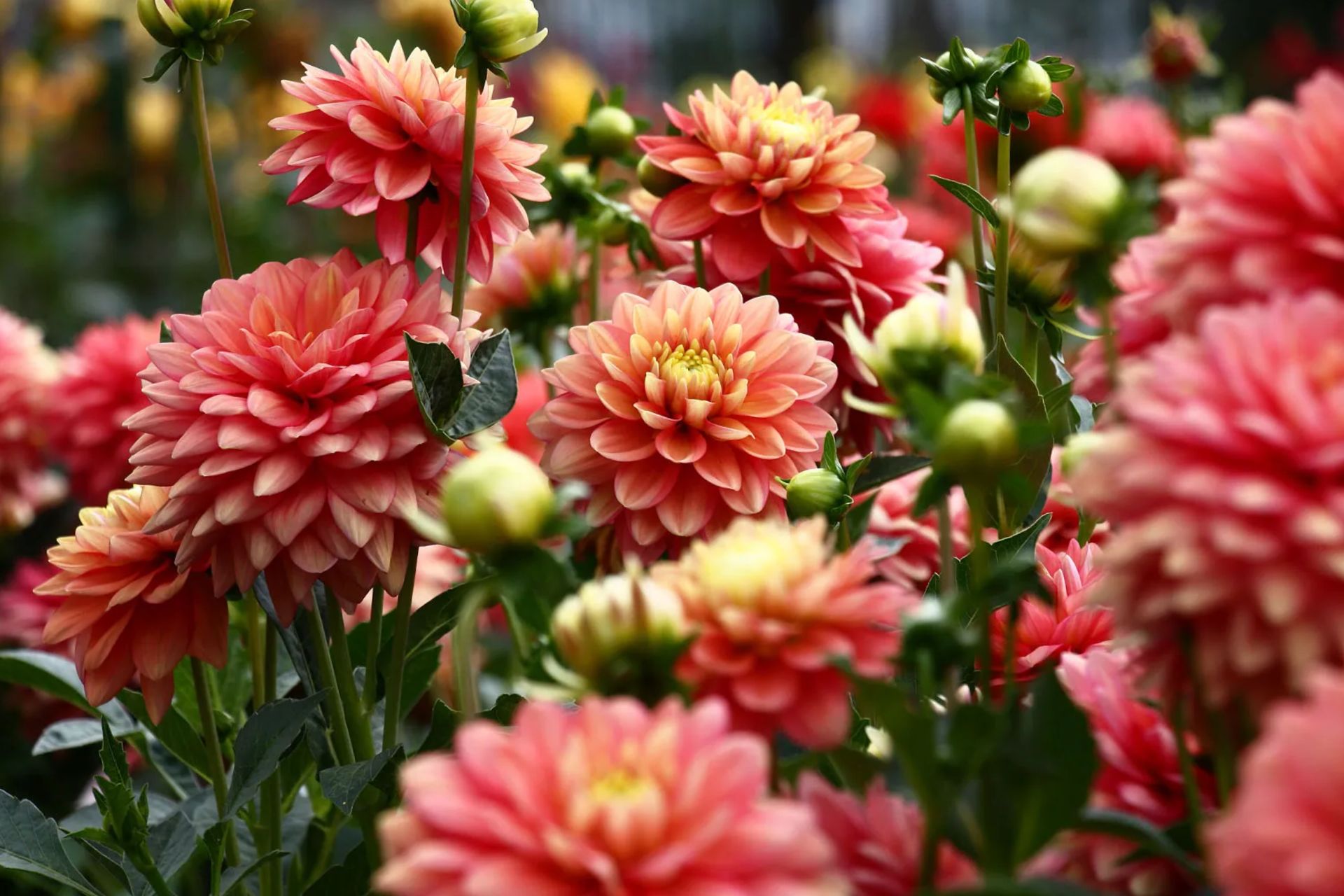 Ý Nghĩa Của Hoa Thược Dược