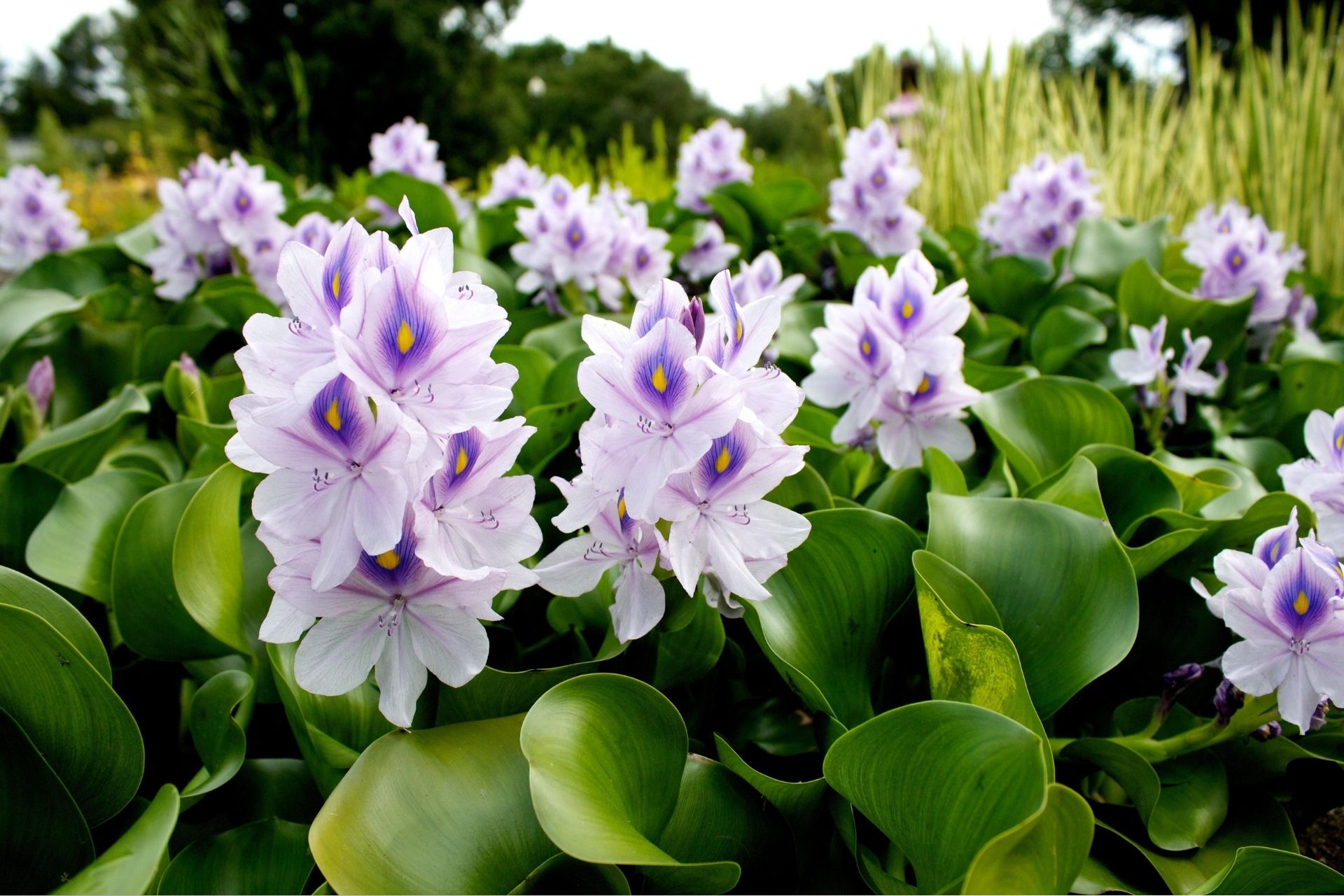 Ý Nghĩa Của Hoa Lục Bình