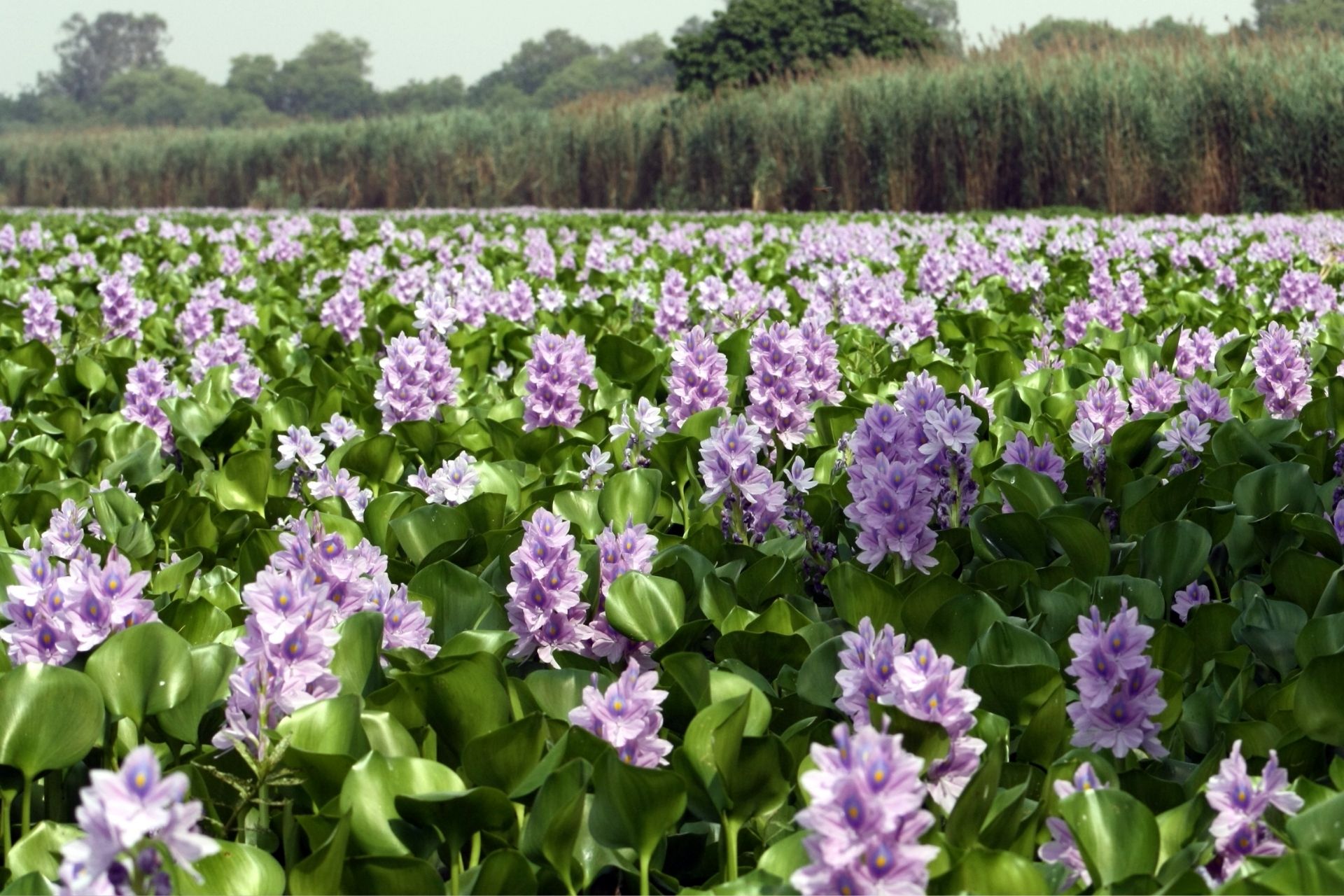 Ý Nghĩa Của Hoa Lục Bình