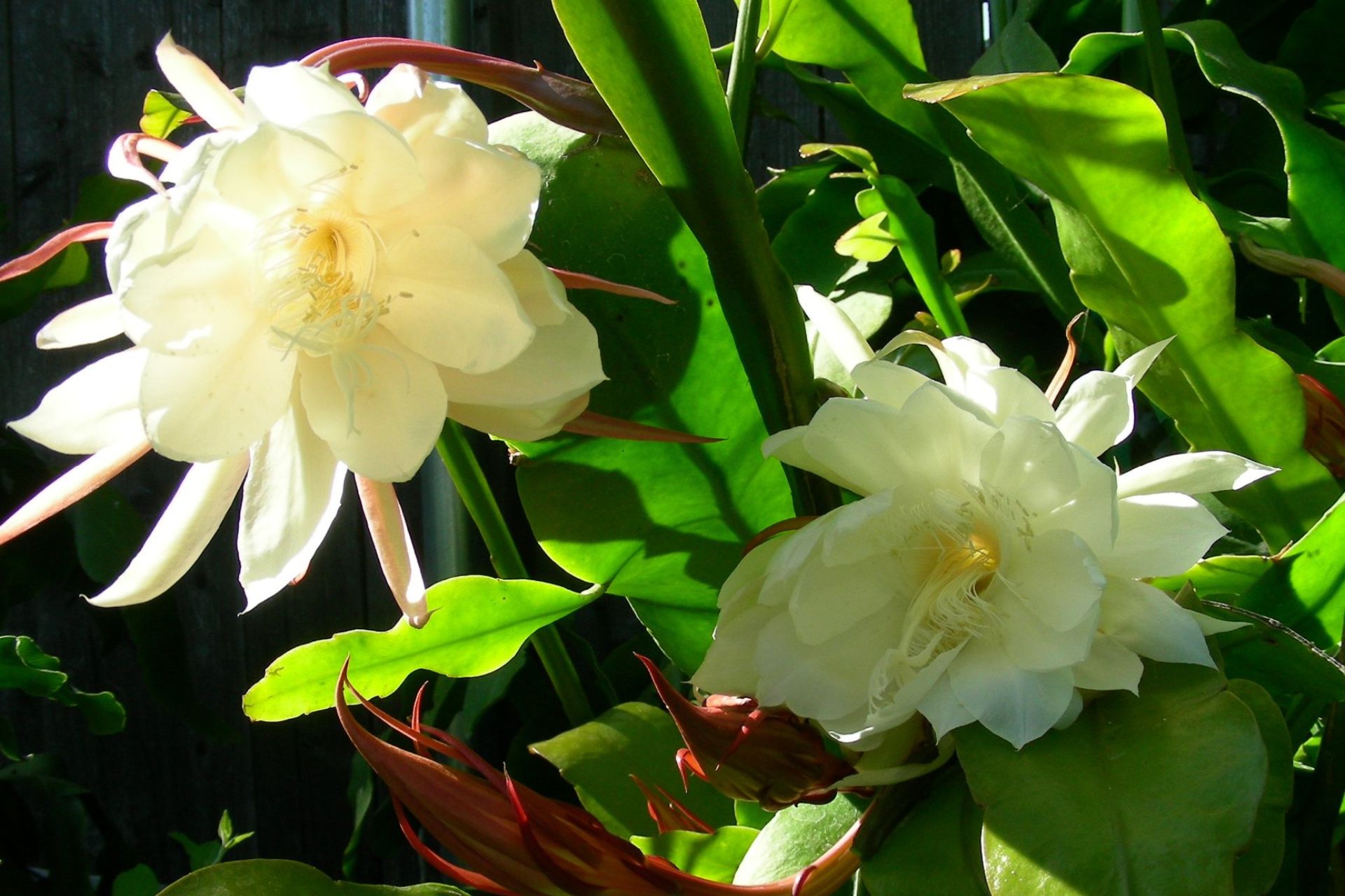 Ý Nghĩa Của Hoa Quỳnh