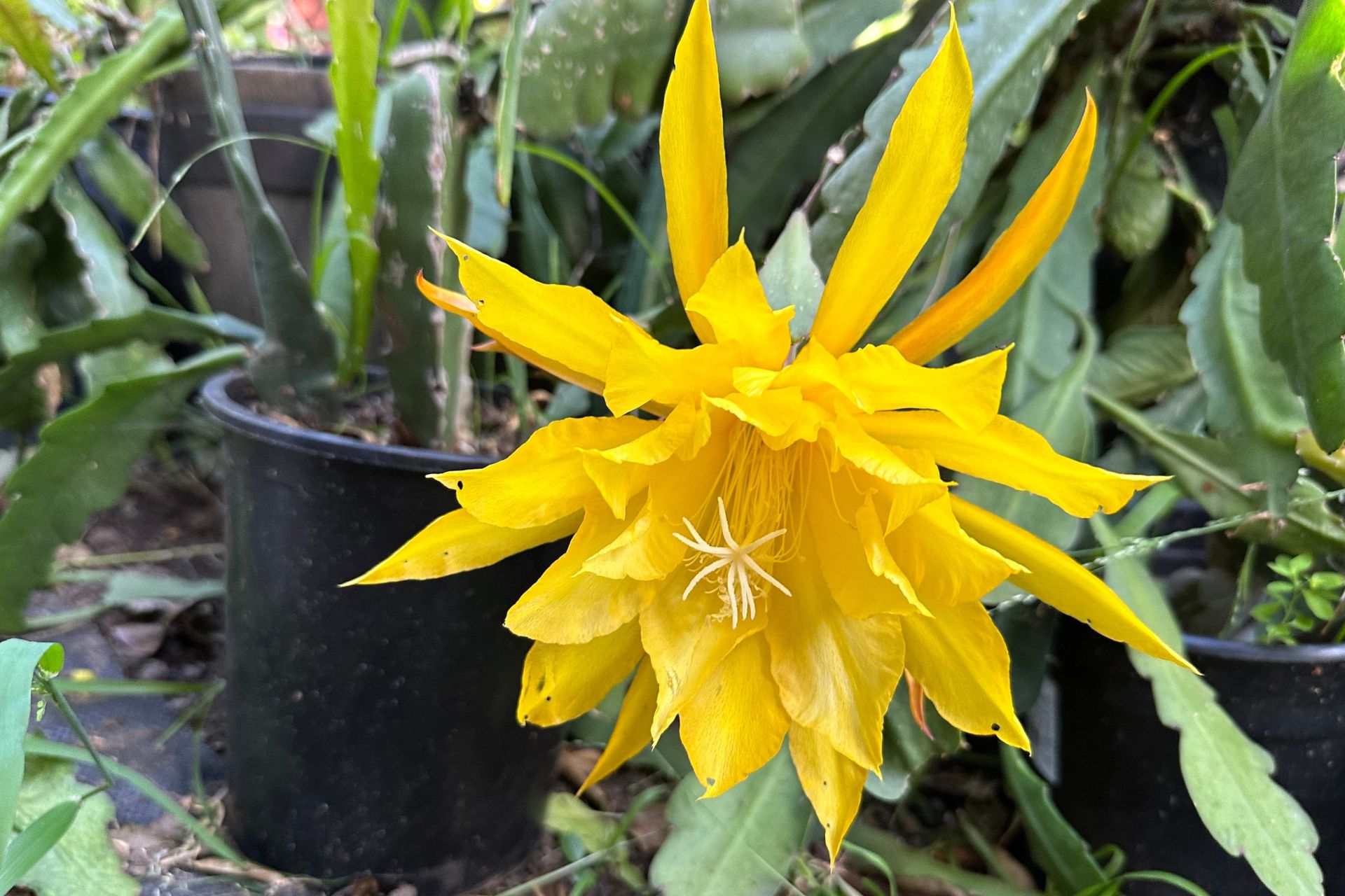 Ý Nghĩa Của Hoa Quỳnh