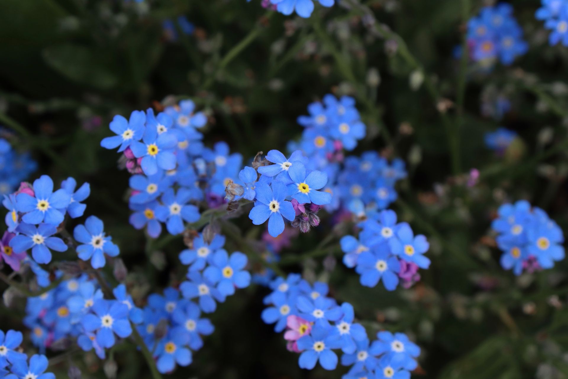 Ý Nghĩa Của Hoa Lưu Ly