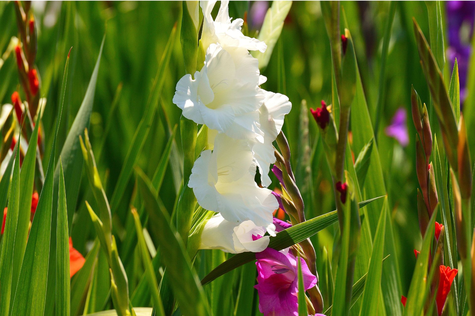 Ý Nghĩa Của Hoa Gladiolus