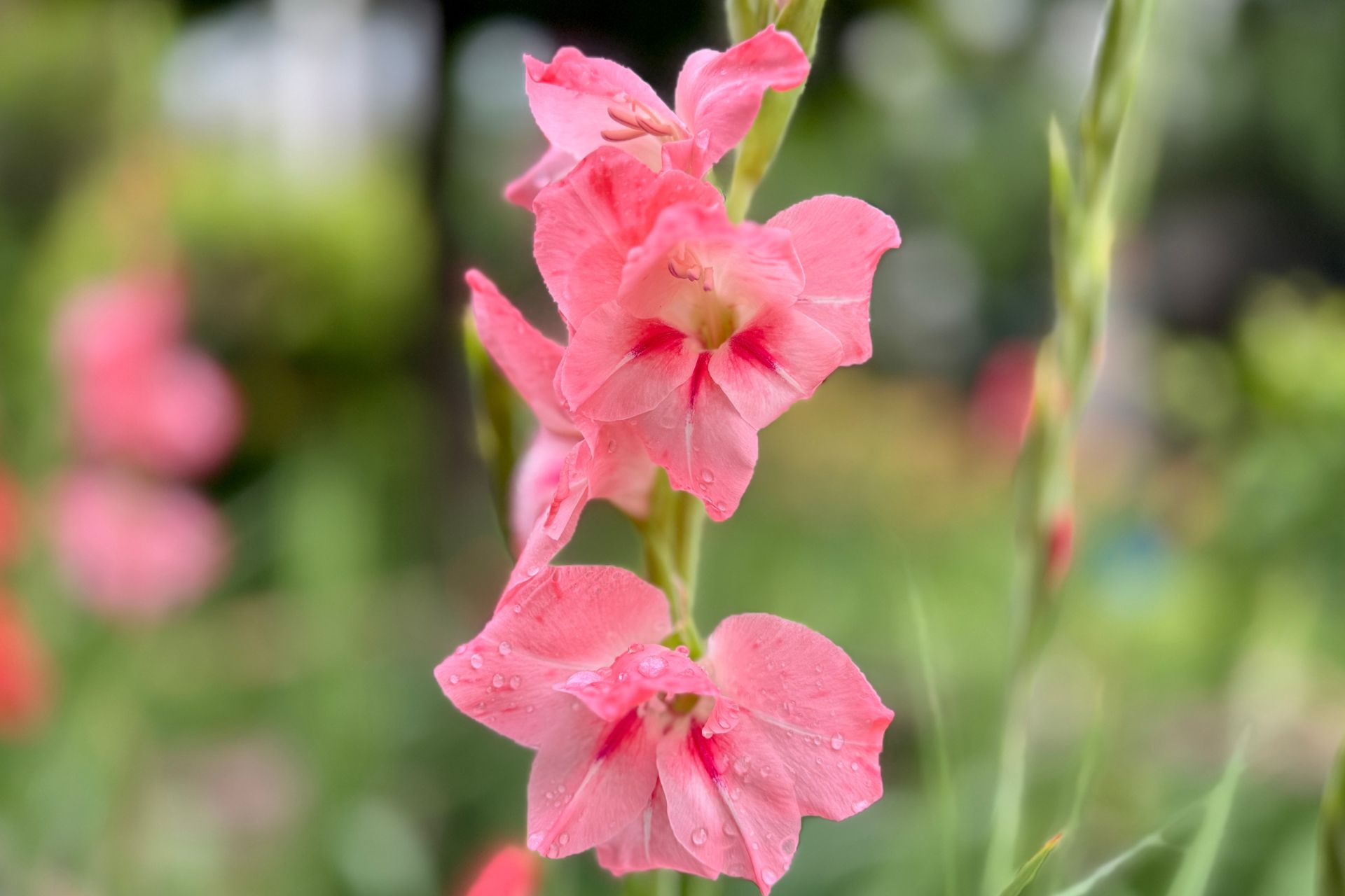 Ý Nghĩa Của Hoa Gladiolus