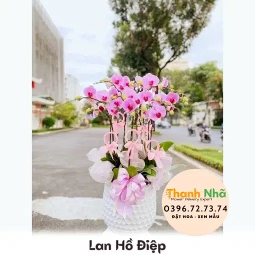 Lan Hồ Điệp - LHD002