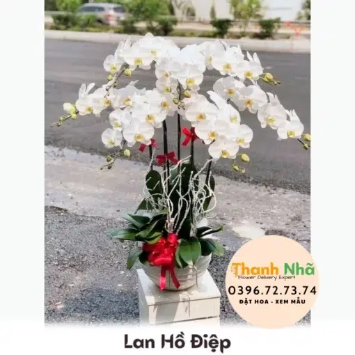 Lan Hồ Điệp - LHD008