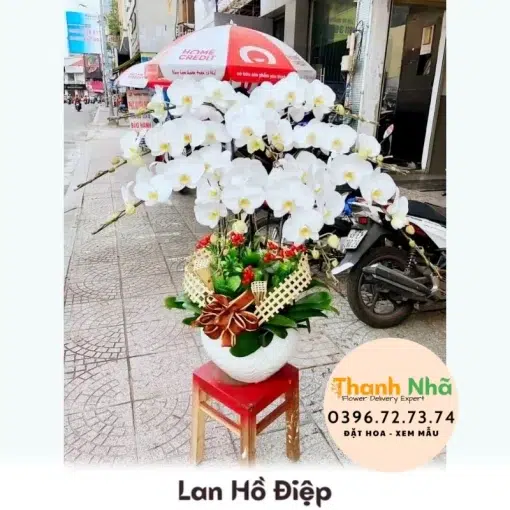 Lan Hồ Điệp - LHD010