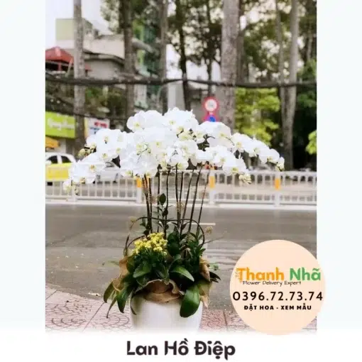 Lan Hồ Điệp - LHD011