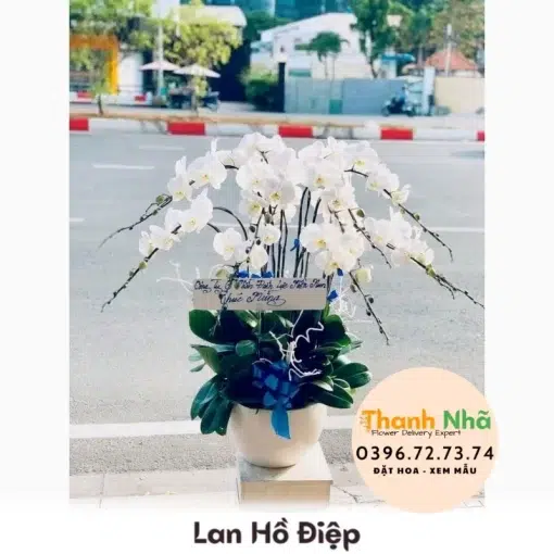 Lan Hồ Điệp - LHD020