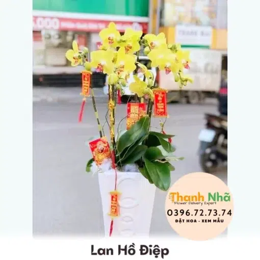 Lan Hồ Điệp - LHD022