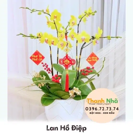 Lan Hồ Điệp - LHD023