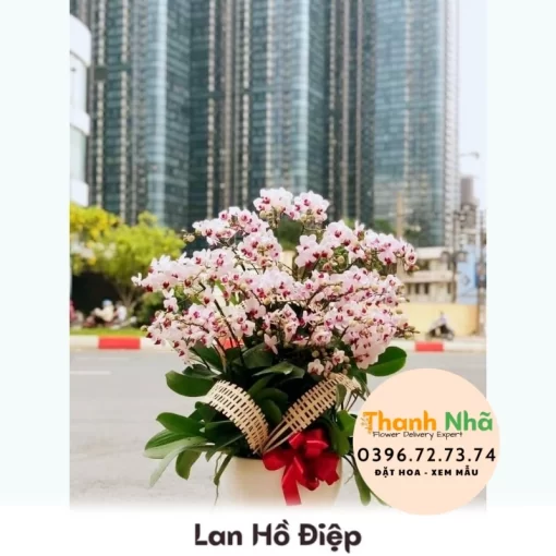 Lan Hồ Điệp - LHD027