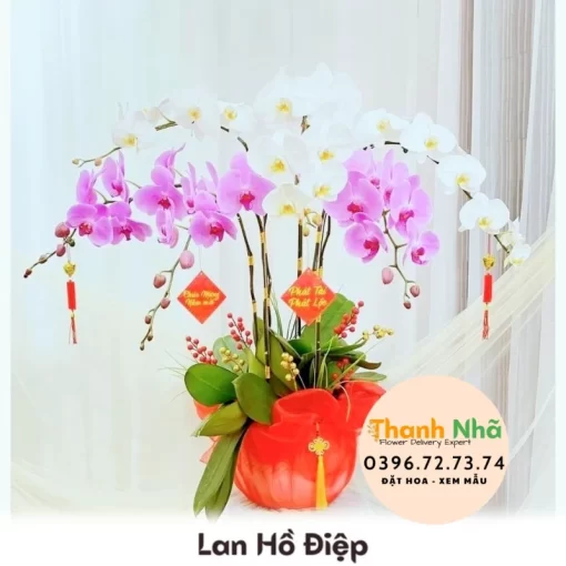 Lan Hồ Điệp - LHD029