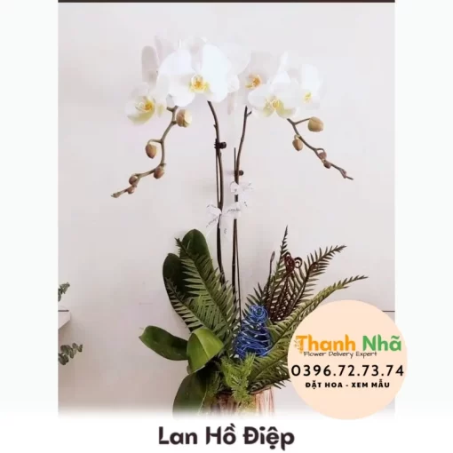 Lan Hồ Điệp - LHD038