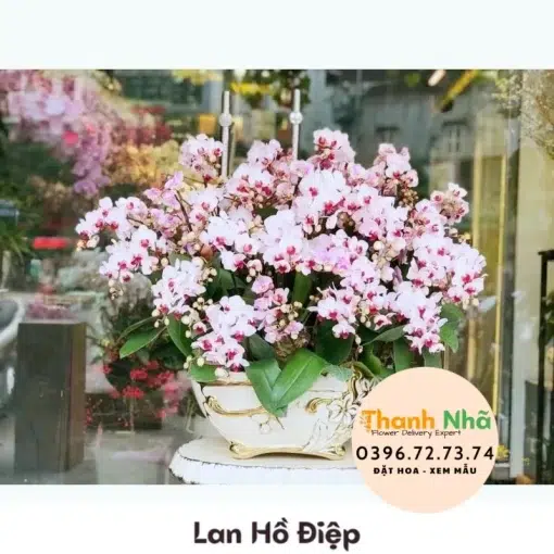 Lan Hồ Điệp - LHD041