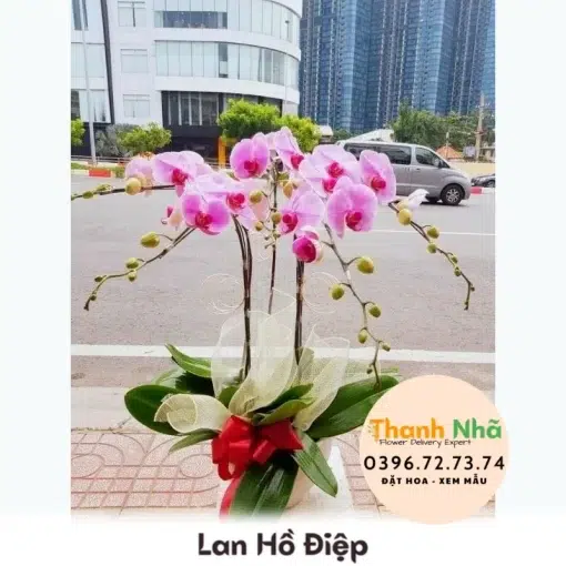 Lan Hồ Điệp - LHD042