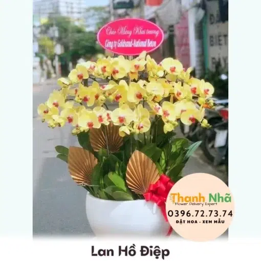 Lan Hồ Điệp - LHD043