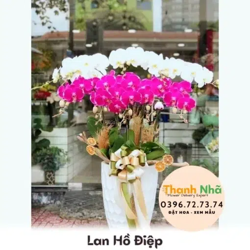 Lan Hồ Điệp - LHD045