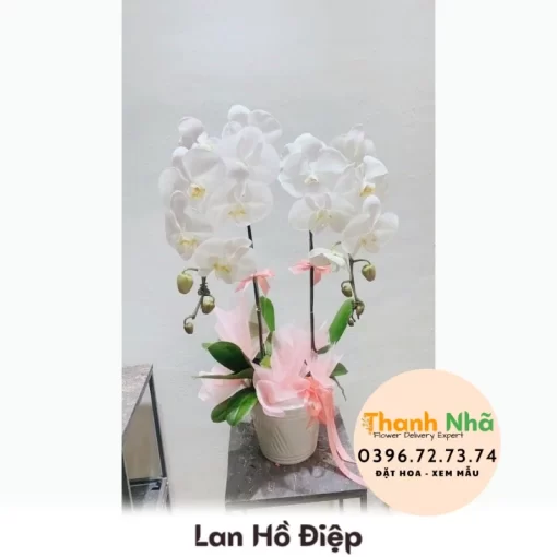 Lan Hồ Điệp - LHD052