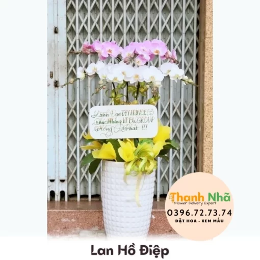 Lan Hồ Điệp - LHD059